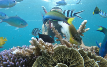 snorkeling karimunjawa