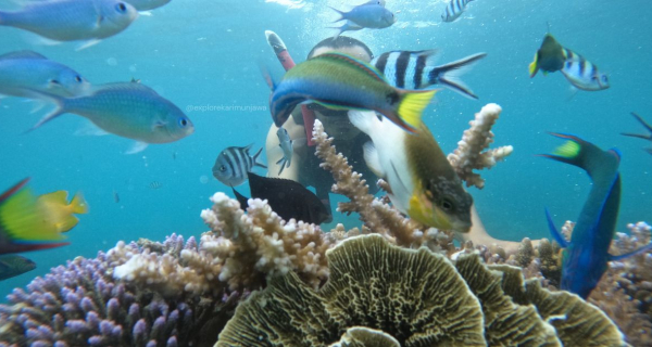 snorkeling karimunjawa